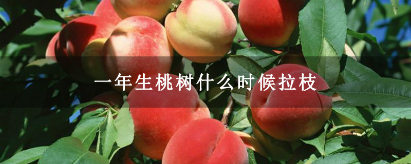 一年生桃树什么时候拉枝