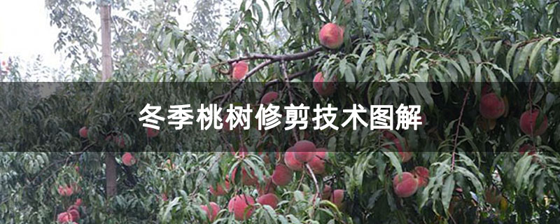 冬季桃树修剪技术图解