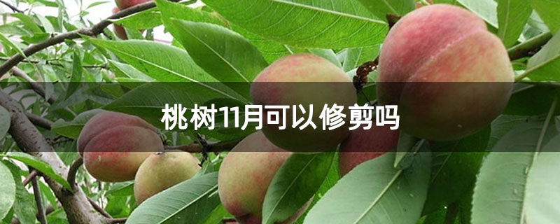 桃树11月可以修剪吗