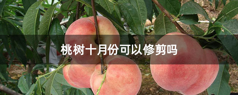 桃树十月份可以修剪吗
