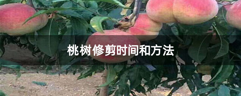 桃树修剪时间和方法