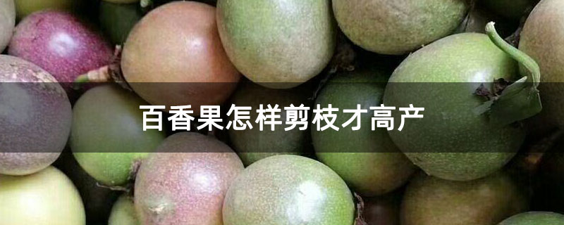 百香果怎样剪枝才高产