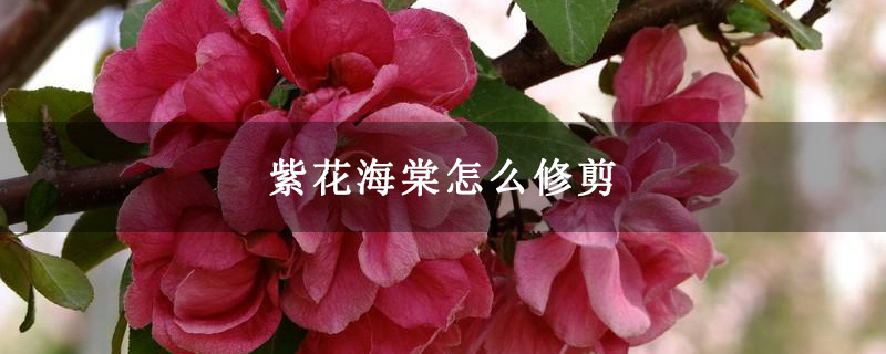 紫花海棠怎么修剪
