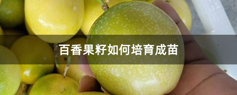 百香果籽如何培育成苗