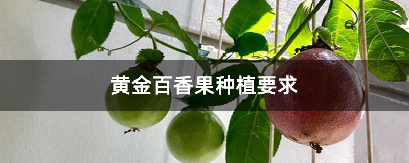 黄金百香果种植要求