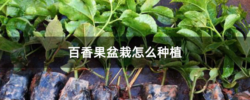 百香果盆栽怎么种植
