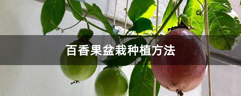 百香果盆栽种植方法