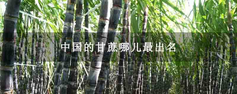中国的甘蔗哪儿最出名