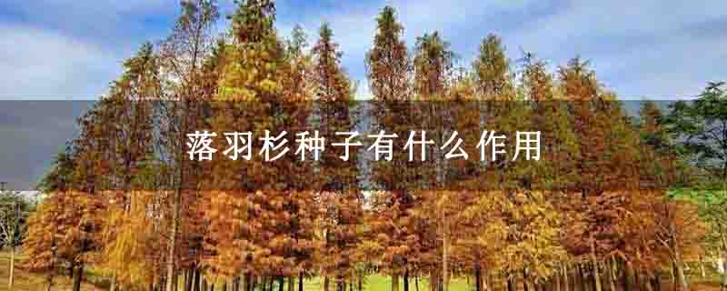 落羽杉种子有什么作用