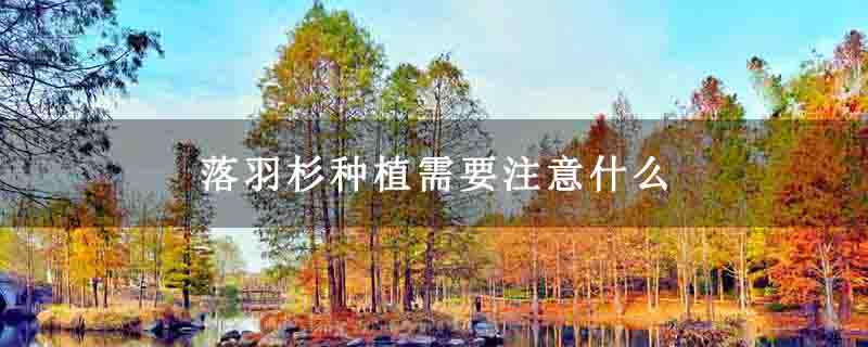 落羽杉种植需要注意什么