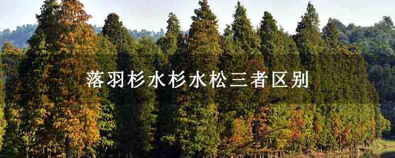 落羽杉水杉水松三者区别