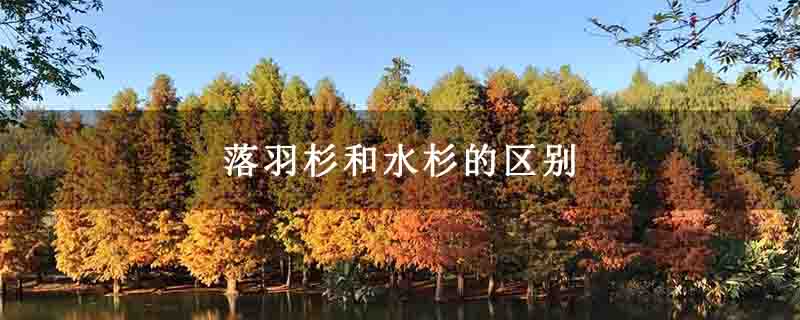 落羽杉和水杉的区别