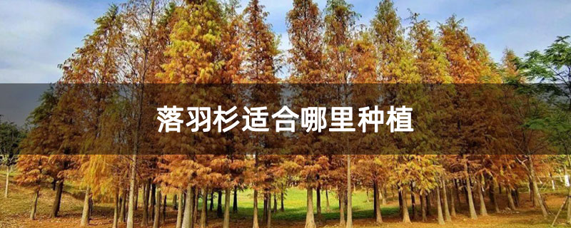 落羽杉适合哪里种植