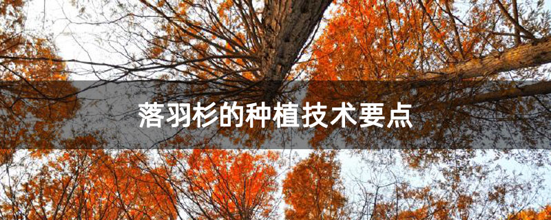 落羽杉的种植技术要点