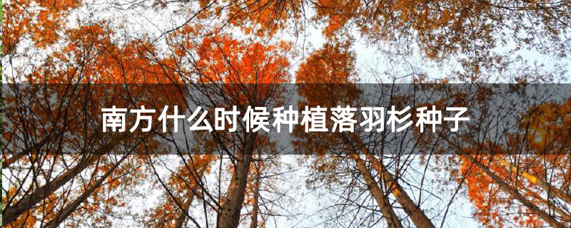 南方什么时候种植落羽杉种子
