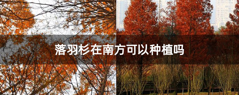 落羽杉在南方可以种植吗