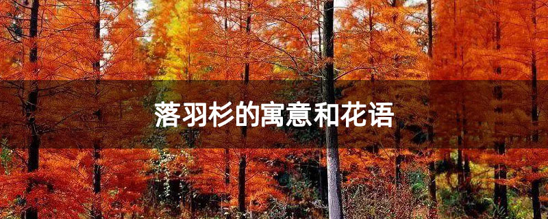 落羽杉的寓意和花语