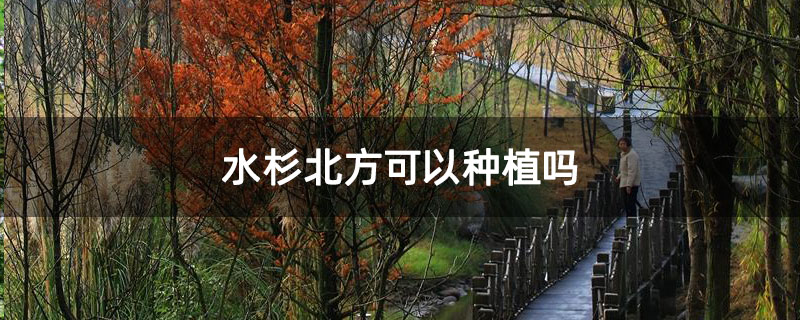 水杉北方可以种植吗