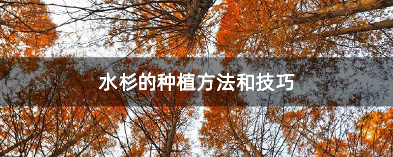水杉的种植方法和技巧