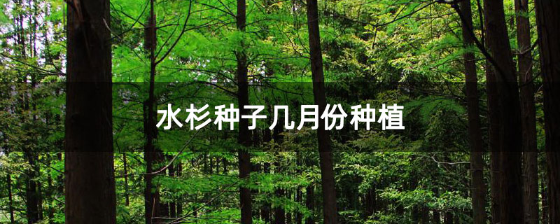 水杉种子几月份种植