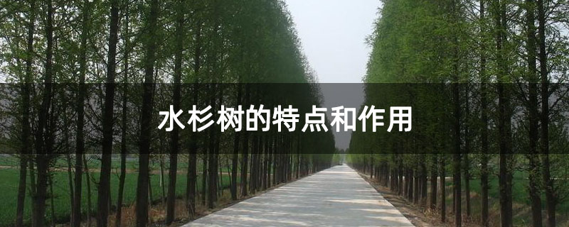 水杉树的特点和作用