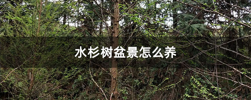 水杉树盆景怎么养