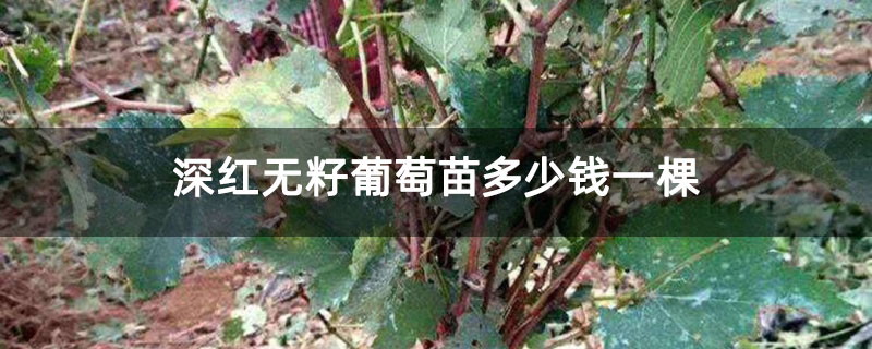 深红无籽葡萄苗多少钱一棵