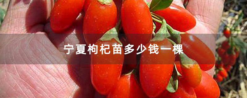 宁夏枸杞苗多少钱一棵