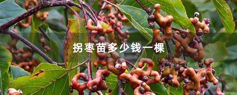 拐枣苗多少钱一棵