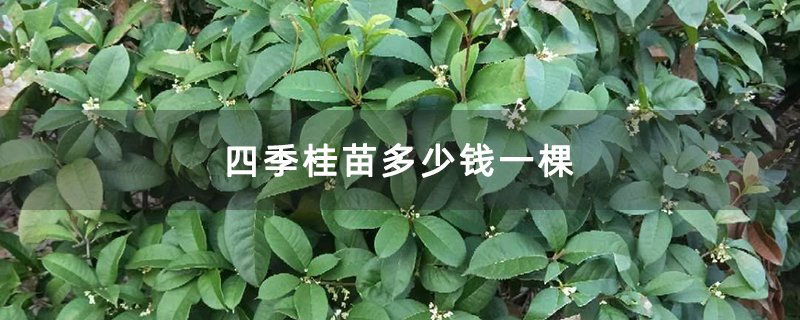 四季桂苗多少钱一棵