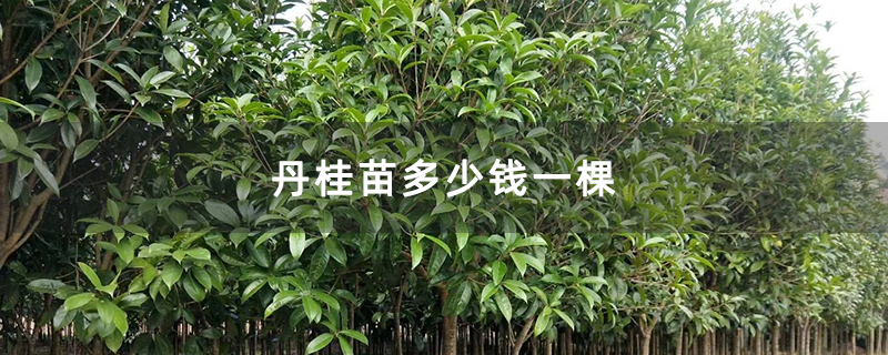 丹桂苗多少钱一棵