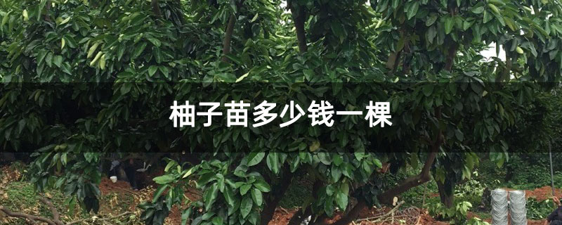 柚子苗多少钱一棵 柚子苗多少钱一棵