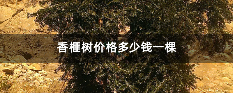 香榧树价格多少钱一棵 香榧树价格多少钱一棵