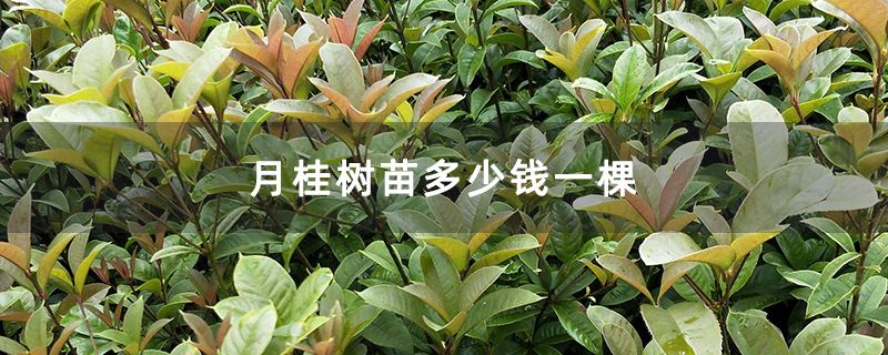月桂树苗多少钱一棵