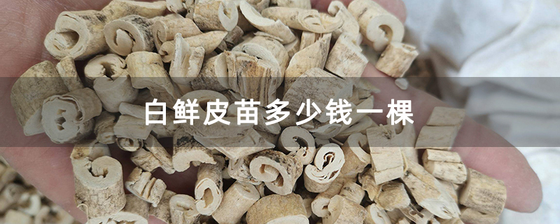 白鲜皮苗多少钱一棵