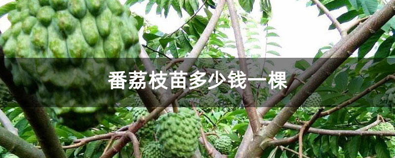 番荔枝苗多少钱一棵 番荔枝苗多少钱一棵