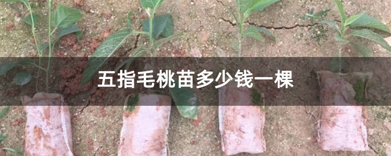 五指毛桃苗多少钱一棵