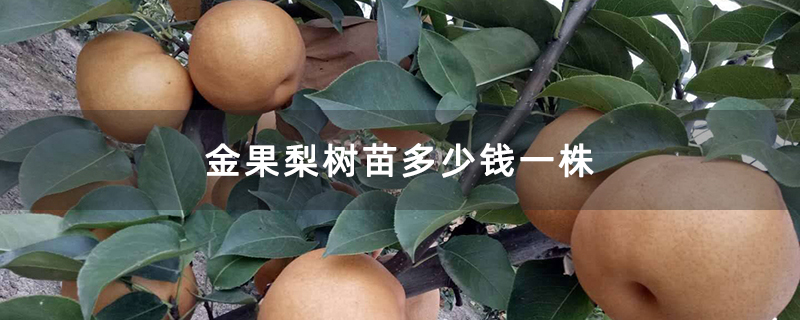 金果梨树苗多少钱一株