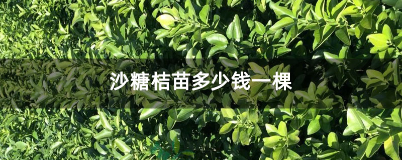 沙糖桔苗多少钱一棵 沙糖桔苗多少钱一棵