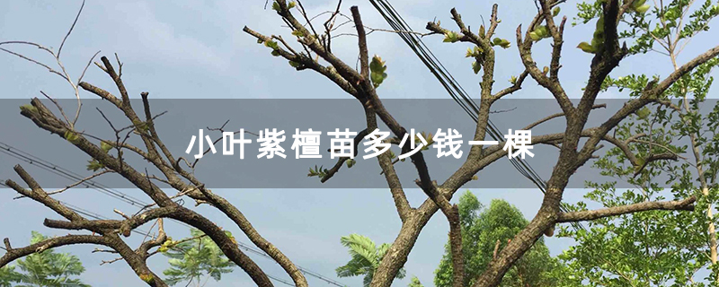 小叶紫檀苗多少钱一棵