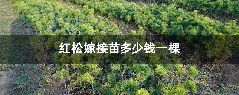 红松嫁接苗多少钱一棵