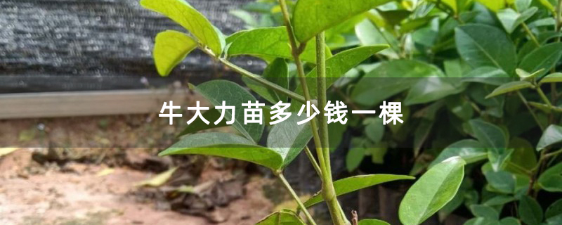 牛大力苗多少钱一棵