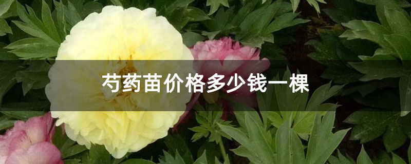 芍药苗价格多少钱一棵