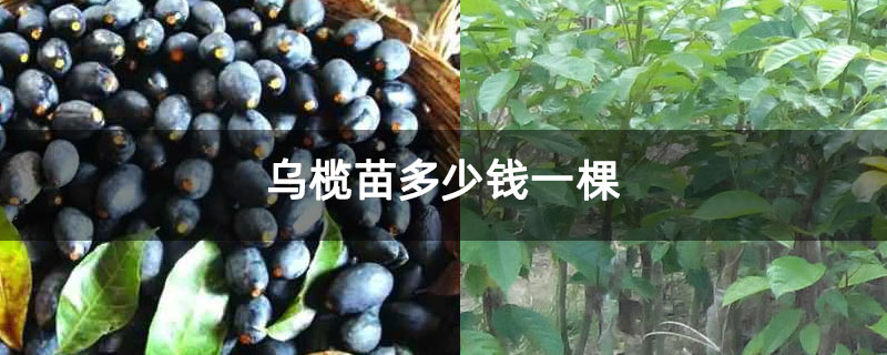 乌榄苗多少钱一棵