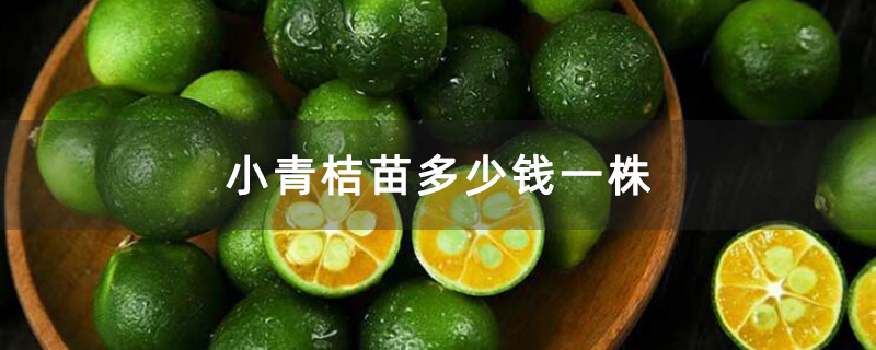 小青桔苗多少钱一株