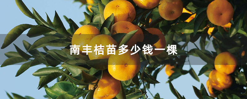 南丰桔苗多少钱一棵