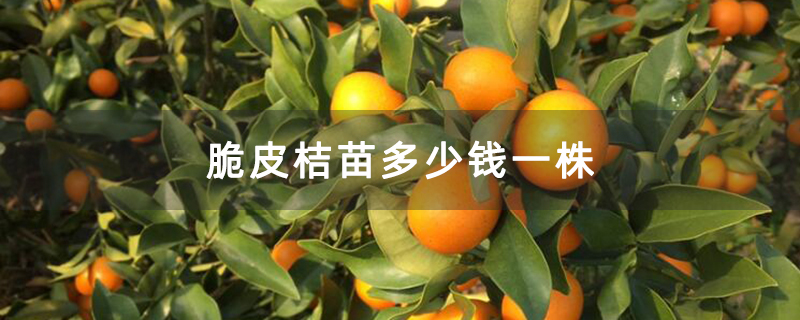 脆皮桔苗多少钱一株