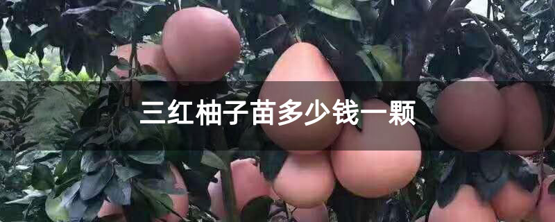 三红柚子苗多少钱一颗