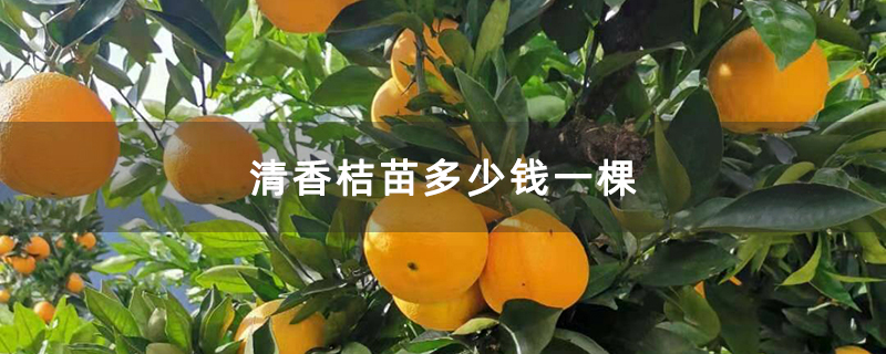 清香桔苗多少钱一棵