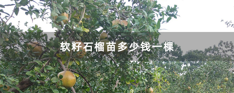 软籽石榴苗多少钱一棵